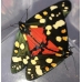Scarlet Tiger Moth dominula 10 larvae 